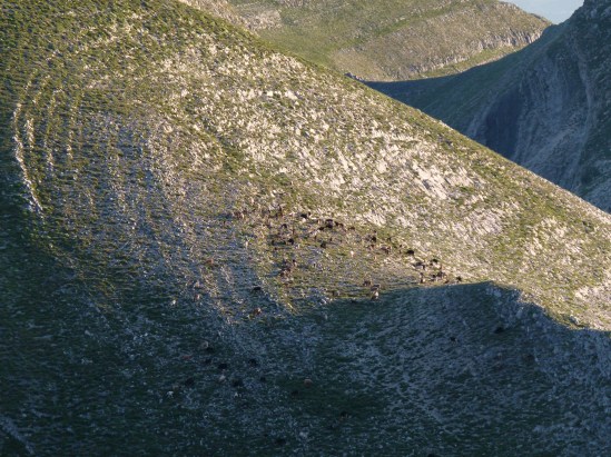 Αθάνατη Ράχη