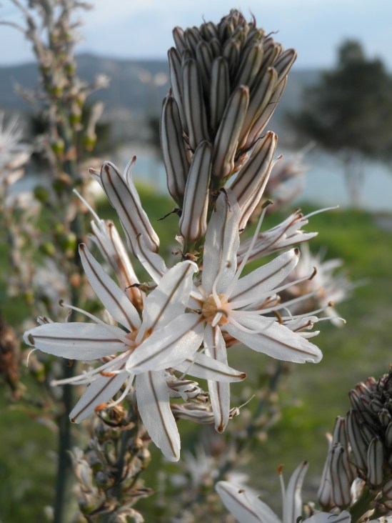 ο Ασφόδελος