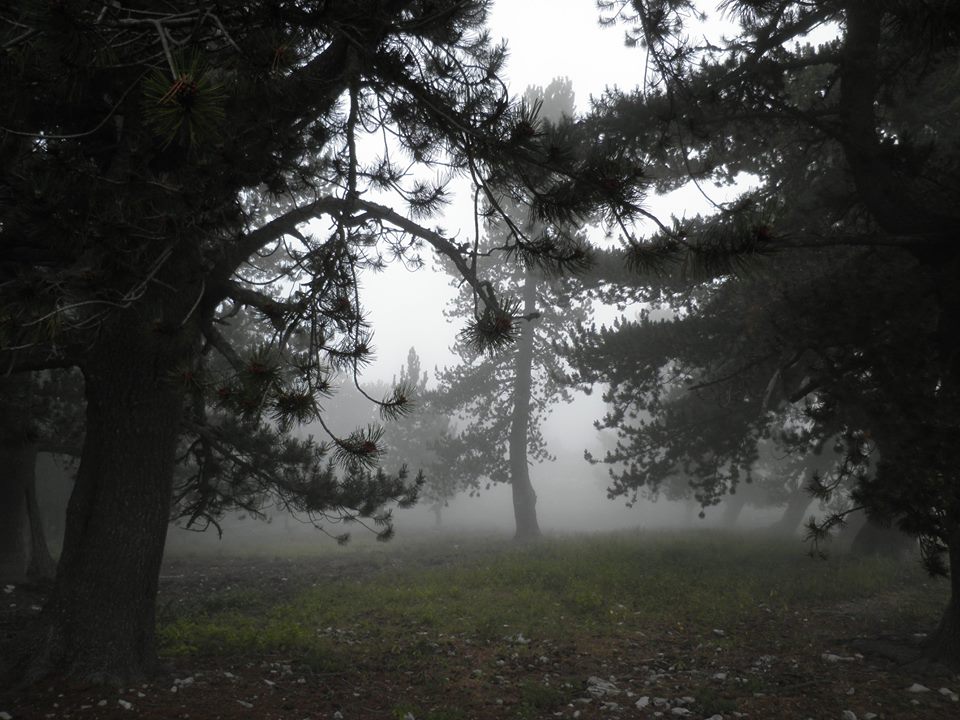 10731145_10204695064835100_2492149006929055_n